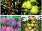 Саженцы плодово-ягодных деревьев